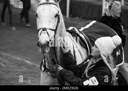 London, Großbritannien. 3.. Dezember 2022. Dunvegan wird auf der Rennbahn Sandown Park, Großbritannien, vor der Betfair Tingle Creek Steeple Chase vorgeführt. Kredit: Paul Blake/Alamy Live News. Stockfoto