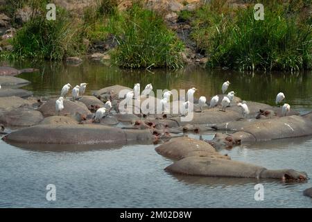 Eine Herde Nilpferde in der Serengeti mit Rindereiern auf ihnen Stockfoto