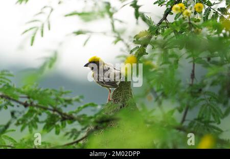 Asian Baya Weaver - der Baya Weaver (Ploceus philippinus) ist ein Weber, der auf dem indischen Subkontinent und Südostasien zu finden ist. Schwärme dieser bir Stockfoto