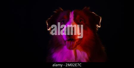 Tiere lieben das Konzept. Australischer Hirte auf schwarzem Hintergrund mit Neongradient, rosa, orangefarbener Hintergrundbeleuchtung auf dem Gesicht. Australisches rotes Tricolor Studio po Stockfoto