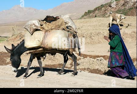 Chaghcharan, Provinz Ghor/Afghanistan: Ein Mädchen läuft mit einem beladenen Esel auf einer staubigen Strecke in der Nähe von Chaghcharan in einem abgelegenen Teil von Zentralafghanistan. Stockfoto