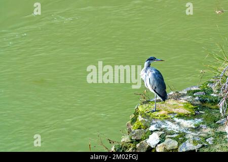 Graureiher (Ardea cinerea) am Ufer des Tiber, Rom, Italien Stockfoto