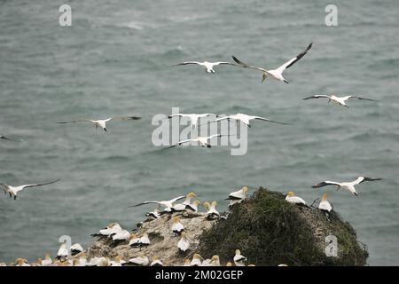 Australasischer Gannet Morus Serrator im Flug über Nistkolonie am Muriwai Beach North Island Neuseeland Stockfoto