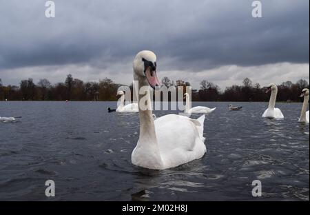 Ein stummer Schwan schwimmt in einem Park-See. Stockfoto