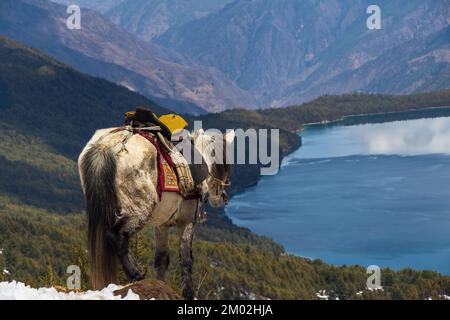 Schöner See mit schneebedeckten Bergen Himalaya Rara Lake Nationalpark Mugu Karnali Nepal Green Blue Stockfoto