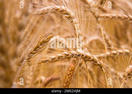 Wunderschönes Weizenfeld, goldreifer und grüner Weizen, organischer Weizen, Reis, Rohreis Stockfoto