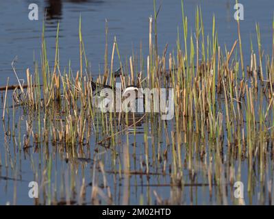 Krickente Anas querquedula Mann in einem reedbed Pool, Schinken Wand RSPB Reservat, Teil der Avalon Sümpfen und Mooren, Somerset, England, UK, April 201 Stockfoto