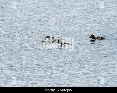 Barrows goldeneye Bucephala islandica, zwei Männer und eine Frau in Gull Point, Yellowstone Lake, Yellowstone National Park, Wyoming, USA, Juni 2019 Stockfoto