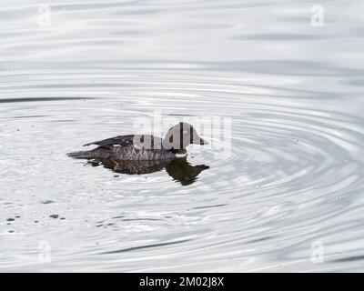 Goldauge-Bucephala-Clangula-Ente, in einem kleinen Becken im Lamar Valley, Yellowstone-Nationalpark, Wyoming, USA, Juni 2019 Stockfoto