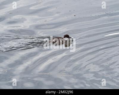 Goldauge-Bucephala-Clangula-Ente, in einem kleinen Becken im Lamar Valley, Yellowstone-Nationalpark, Wyoming, USA, Juni 2019 Stockfoto