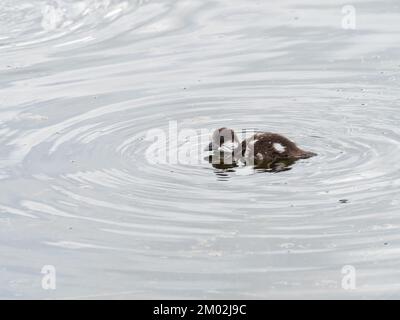 Goldauge-Bucephala-Clangula-Ente, in einem kleinen Becken im Lamar Valley, Yellowstone-Nationalpark, Wyoming, USA, Juni 2019 Stockfoto