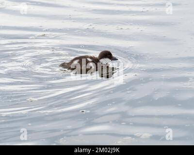 Goldauge-Bucephala-Clangula-Ente, in einem kleinen Becken im Lamar Valley, Yellowstone-Nationalpark, Wyoming, USA, Juni 2019 Stockfoto