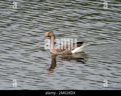 Greylag Gans Anser Swimming on Avielochan, Aviemore, Highland Region, Schottland, Mai 2021 Stockfoto