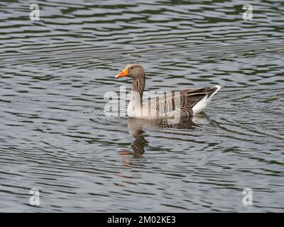 Greylag Gans Anser Swimming on Avielochan, Aviemore, Highland Region, Schottland, Mai 2021 Stockfoto