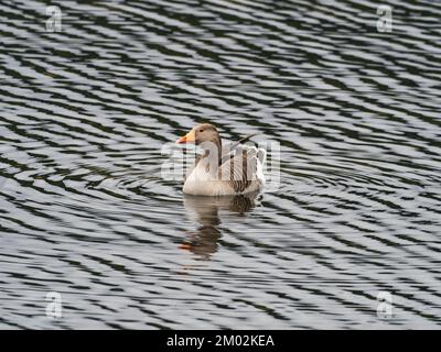 Greylag Gans Anser Swimming on Avielochan, Aviemore, Highland Region, Schottland, Mai 2021 Stockfoto