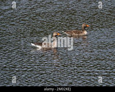 Greylag Gans Anser Swimming on Avielochan, Aviemore, Highland Region, Schottland, Mai 2021 Stockfoto