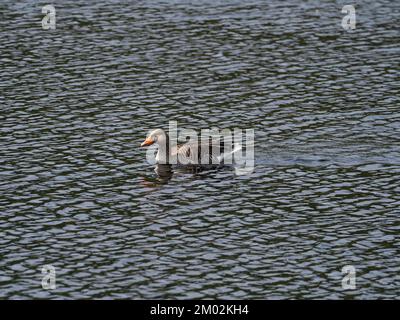 Greylag Gans Anser Swimming on Avielochan, Aviemore, Highland Region, Schottland, Mai 2021 Stockfoto