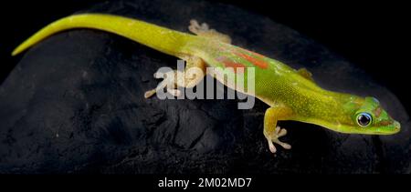 Goldstaubtagesgecko (Phelsuma laticauda) Stockfoto