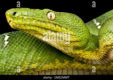 Grüne Baumboa (Corallus caninus) Stockfoto