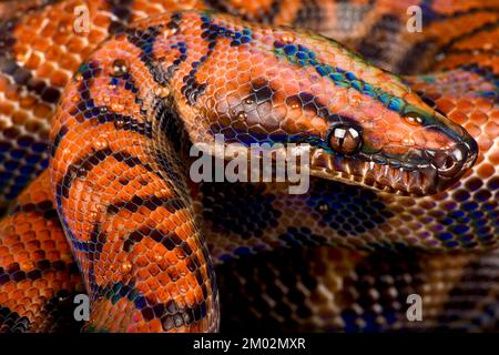 Marajo Island Regenbogenboa (Epicrates cenchria barbouri) Stockfoto