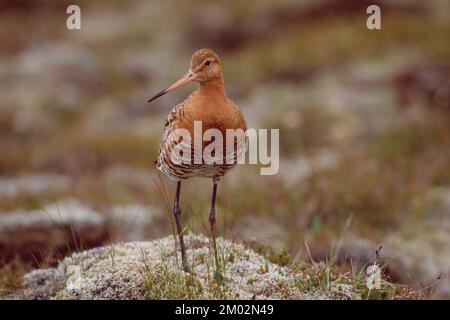 Ein schwarzer gottverdammter Limosa limosa Erwachsener stand auf einer moosischen Hummock, Island Stockfoto