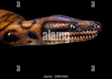 Rainbow Boa (Epicrates cenchria cenchria) Stockfoto