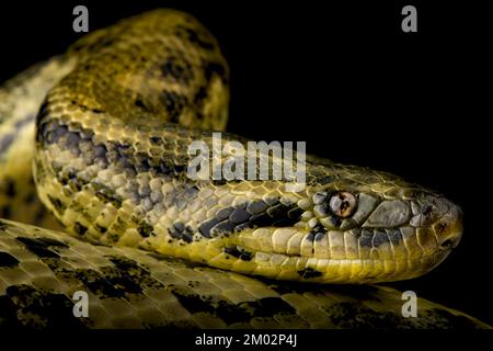 Anaconda (Eunectes notaeus) Stockfoto