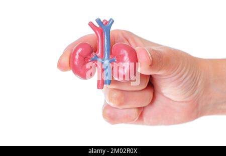 Uber die spielzeuganatomische Kopie menschlicher Handnieren, isoliert auf weißem Hintergrund. Anatomieunterricht mit Miniaturmodellen: Harnsystem. Stockfoto