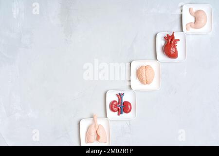 Spende- und Transplantationsthematisches Konzept: Menschliche Spielzeugkörperorgane in kleinen weißen Tabletts isoliert auf grauem Hintergrund mit Kopierraum. Stockfoto