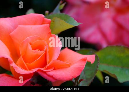 Eine wunderschöne junge, hellrosa Rose Stockfoto