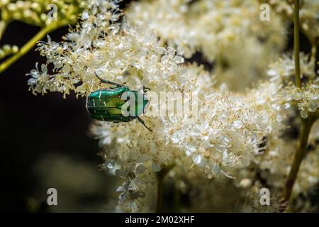 Cetonia aurata auf dem Boden Holunder. Stockfoto