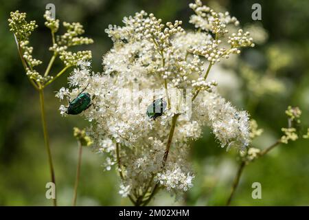 Cetonia aurata auf dem Boden Holunder. Stockfoto