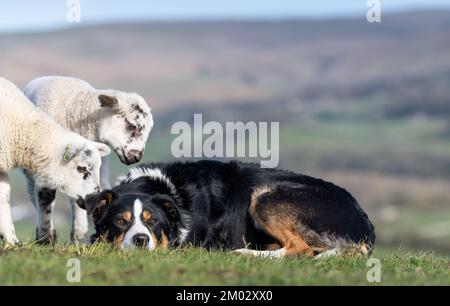 Neugierige junge Lämmer versammeln sich um einen Schäferhund auf einem Feld. North Yorkshire, Großbritannien. Stockfoto