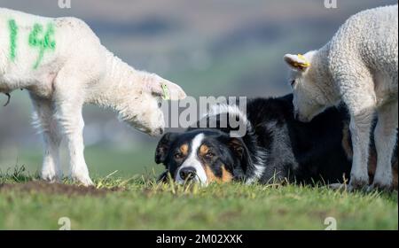 Neugierige junge Lämmer versammeln sich um einen Schäferhund auf einem Feld. North Yorkshire, Großbritannien. Stockfoto