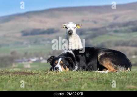 Neugierige junge Lämmer versammeln sich um einen Schäferhund auf einem Feld. North Yorkshire, Großbritannien. Stockfoto