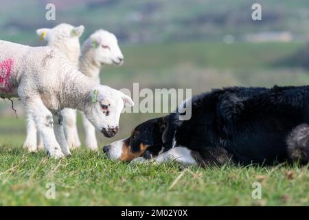 Neugierige junge Lämmer versammeln sich um einen Schäferhund auf einem Feld. North Yorkshire, Großbritannien. Stockfoto