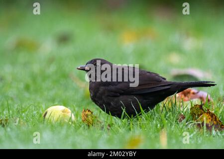 Weiblicher Gemeiner Blackbird, Turdus merula, isst Windfall-Äpfel auf einem Gartenrasen, North Yorkshire, Großbritannien. Stockfoto