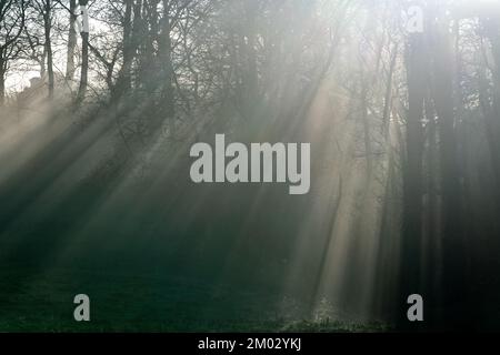 Sonnenlicht, das durch Bäume und Nebel strömt, erzeugt ein unheimliches Licht. North Yorkshire, Großbritannien Stockfoto