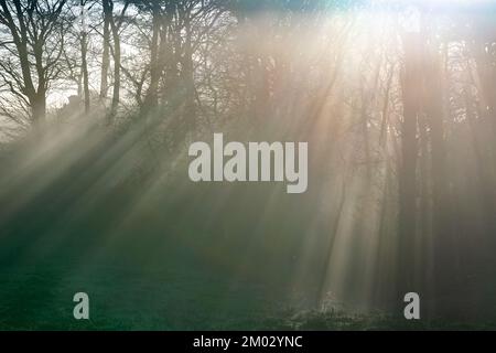 Sonnenlicht, das durch Bäume und Nebel strömt, erzeugt ein unheimliches Licht. North Yorkshire, Großbritannien Stockfoto