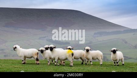 Herde von Walais Blacknose-Schafen, einer aus den Alpen stammenden Schaf-Rasse in der Schweiz, die nun in das Vereinigte Königreich importiert wird. Stockfoto