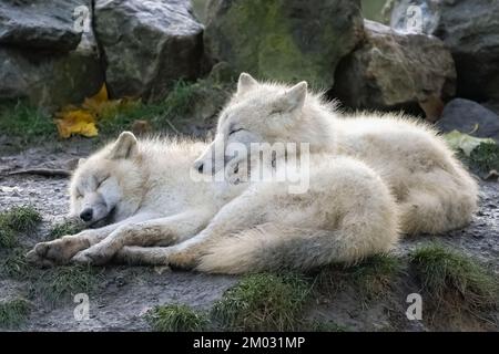 Zwei weiße Wölfe schlafen auf dem Boden, Porträt Stockfoto