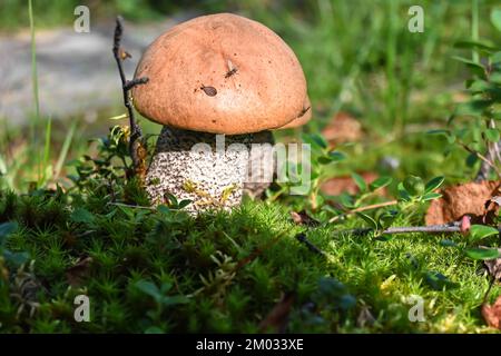 Orangefarbener Boletus. Boletus in Taimyr. Essbare Pilze, wunderschön und lecker. Stockfoto