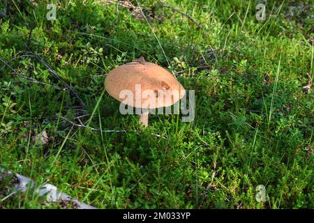 Orangefarbener Boletus. Boletus in Taimyr. Essbare Pilze, wunderschön und lecker. Stockfoto