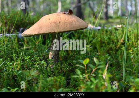 Orangefarbener Boletus. Boletus in Taimyr. Essbare Pilze, wunderschön und lecker. Stockfoto