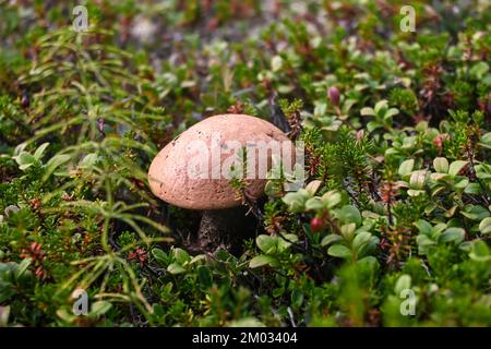 Orangefarbener Boletus. Boletus in Taimyr. Essbare Pilze, wunderschön und lecker. Stockfoto