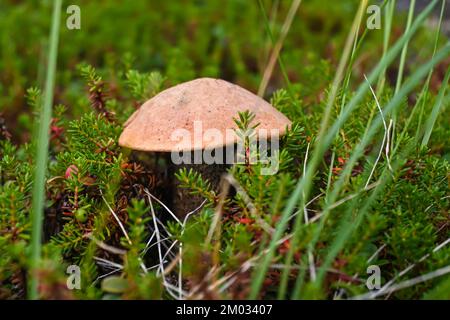 Orangefarbener Boletus. Boletus in Taimyr. Essbare Pilze, wunderschön und lecker. Stockfoto