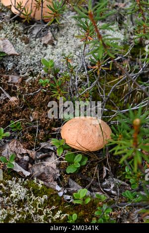 Orangefarbener Boletus. Boletus in Taimyr. Essbare Pilze, wunderschön und lecker. Stockfoto