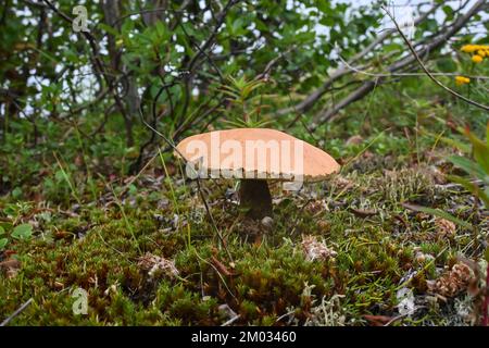 Orangefarbener Boletus. Boletus in Taimyr. Essbare Pilze, wunderschön und lecker. Stockfoto