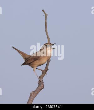 Siberian Rubythroat ist ein bodenliebender singvögel Asiens. Sie brüten hauptsächlich in Sibirien, während sie in Süd- und Südostasien überwintern. Stockfoto