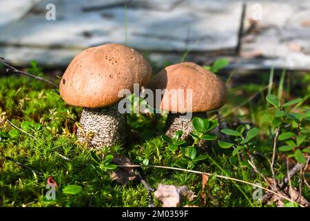 Orangefarbener Boletus. Boletus in Taimyr. Essbare Pilze, wunderschön und lecker. Stockfoto